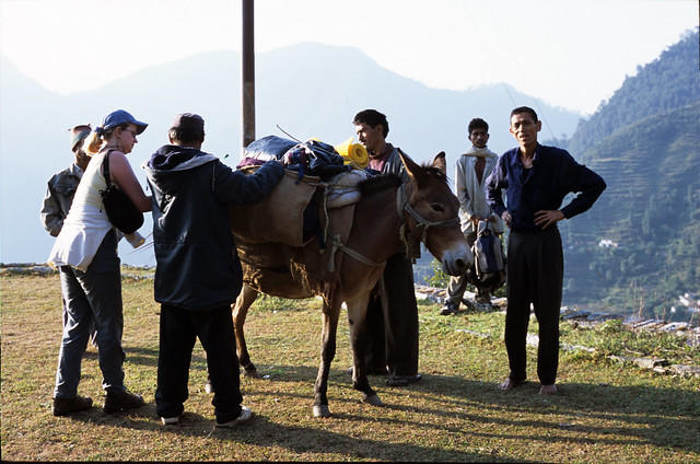 Loading the donkeys at Loharket, Pindari Glacier Trek.