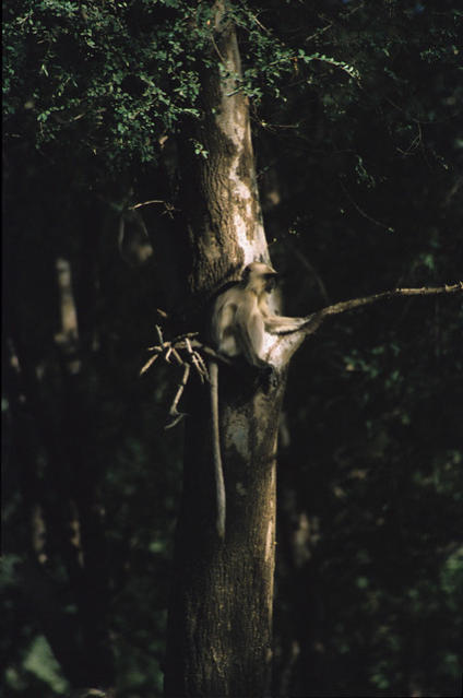 A Langur monkey at Ranthambhore National Park.
