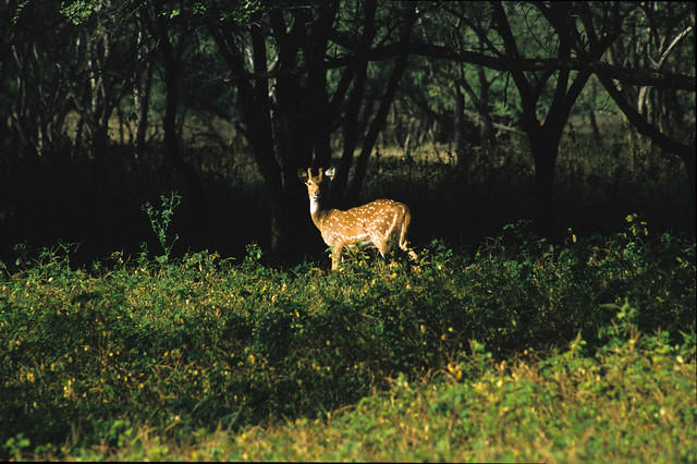 A deer at Ranthambhore National Park, India.
