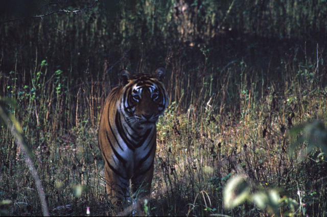 A tiger at Ranthambhore National Park, India.