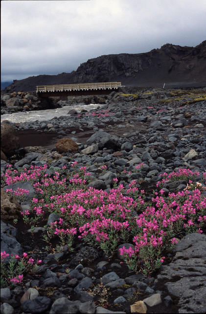 'River Beauty' Growing On The Banks of the Innri-Emstrua River, Iceland.