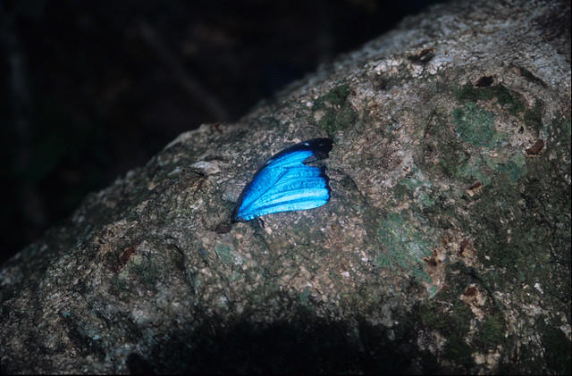 A blue morpho butterfly wing that we found on the forest floor.