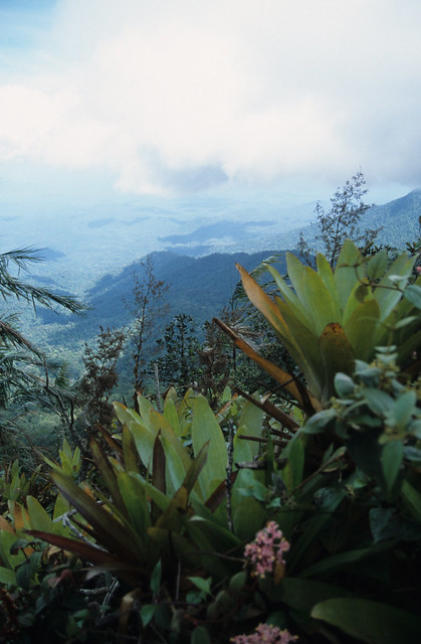 A rare view out of the rain forest, Pico da Neblina, Brazil.
