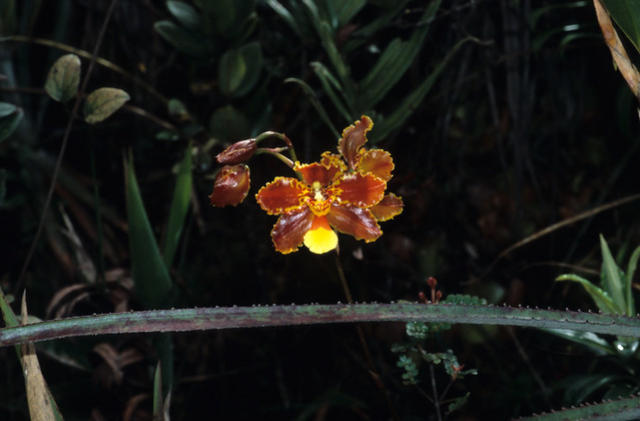 The orchid at the base camp of Pico da Neblina.