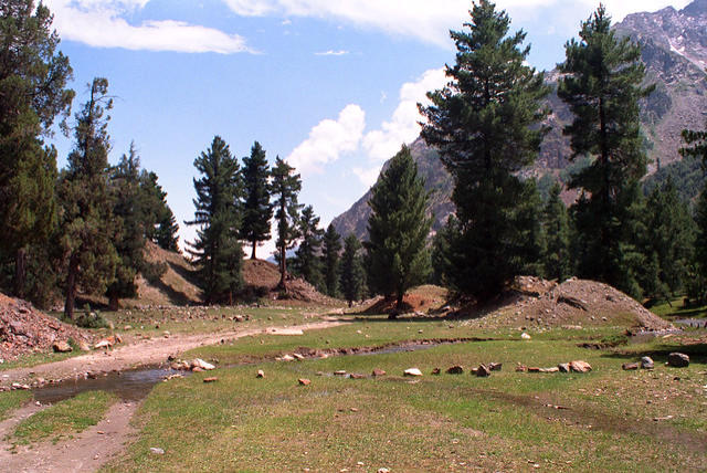 Alpine scenery of the Naltar Valley, Pakistan