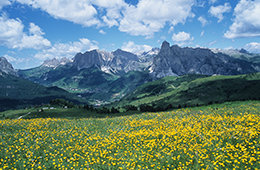 A summer meadow in the Dolomites, Italy.